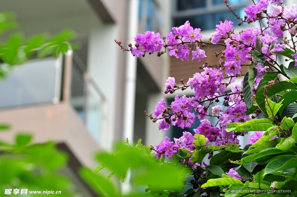 芙蓉花