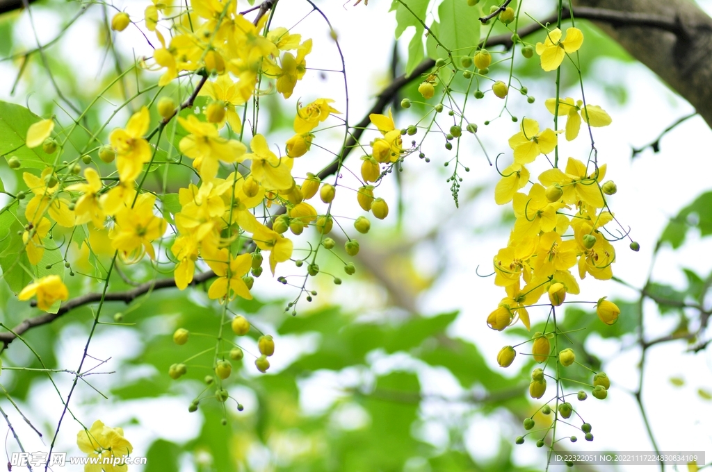 花槐