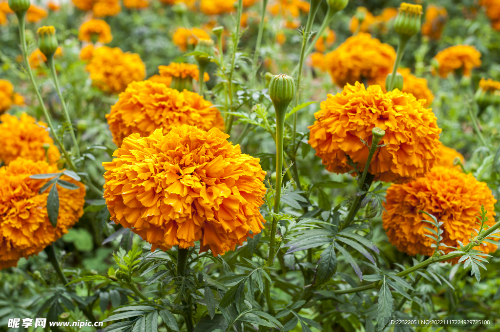 非洲菊