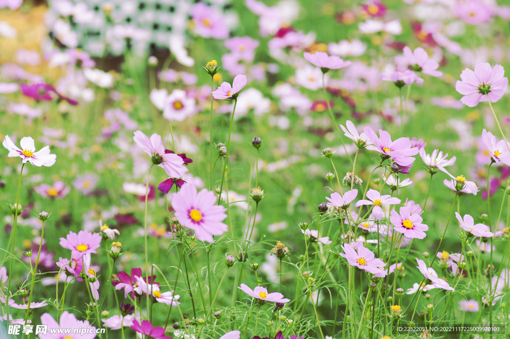 格桑花