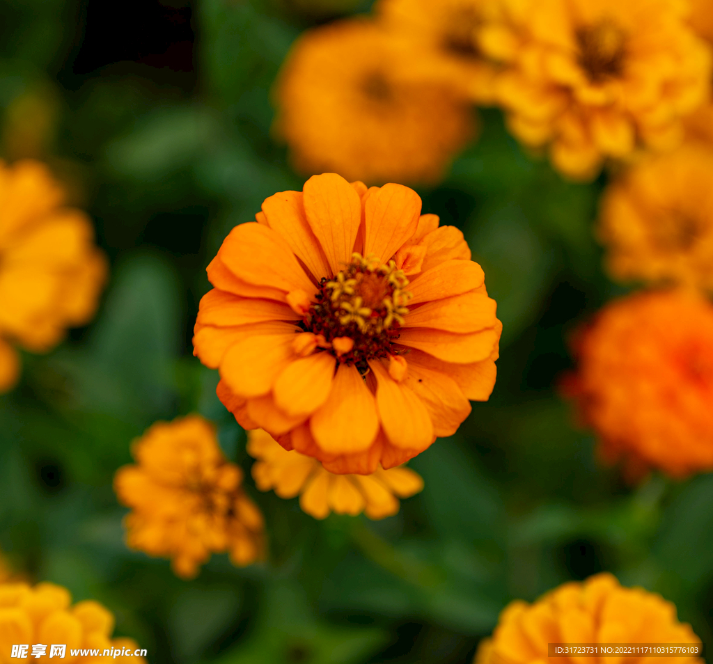 雏菊 