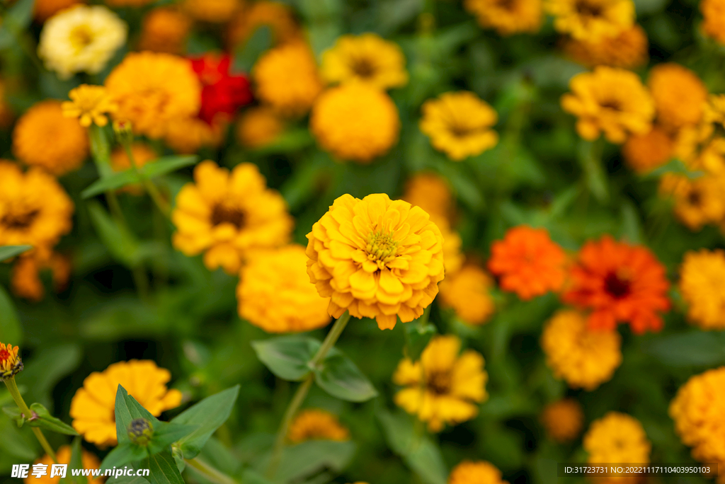 雏菊 