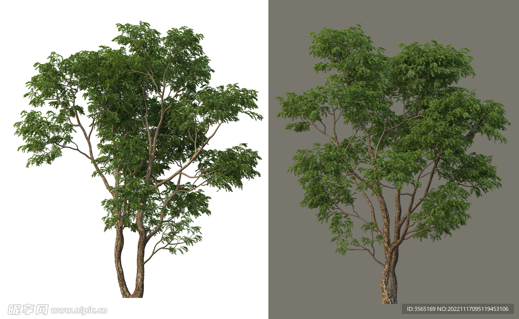 景观树树木免扣PSD素材