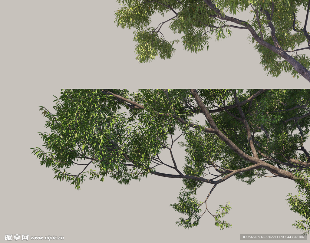 景观树枝树叶元素PSD素材