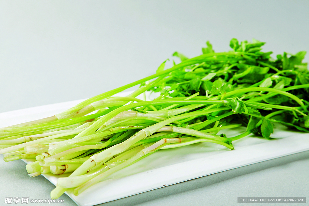 野芹菜