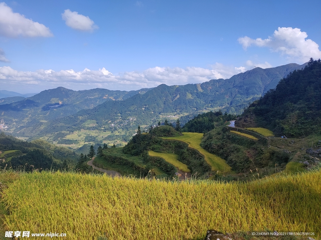 高山水稻