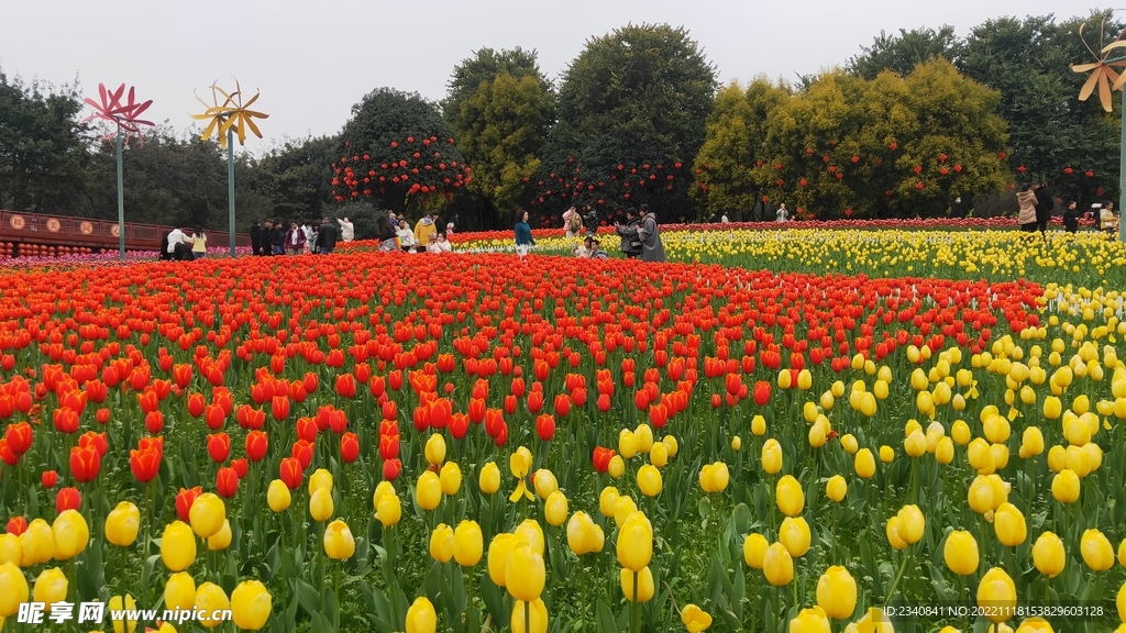 郁金香花海