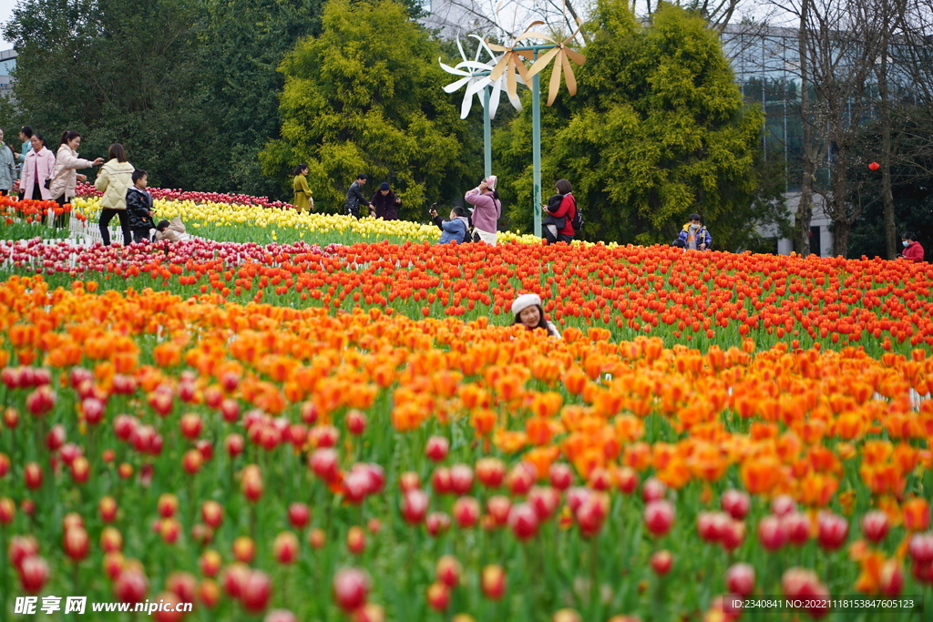 郁金香花海