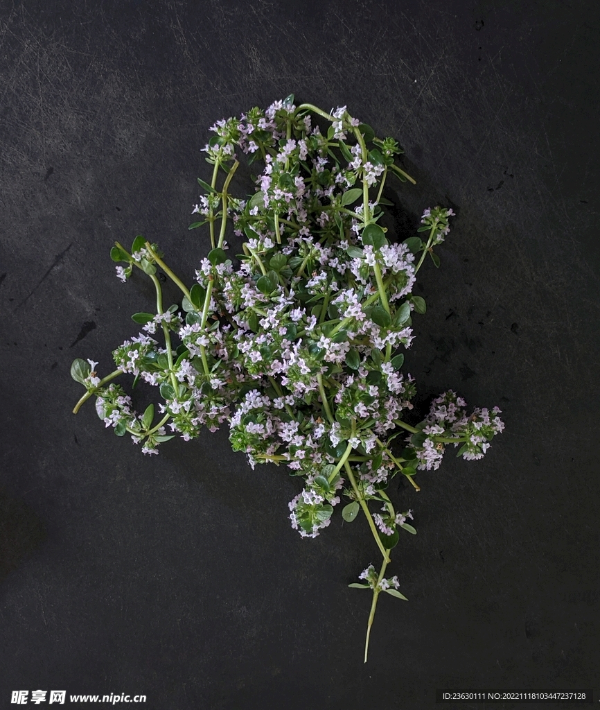 小花 