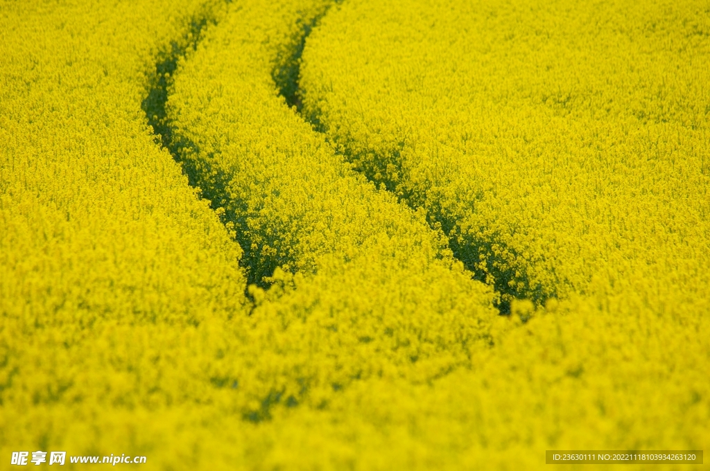 油菜花