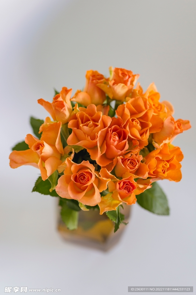 玫瑰花