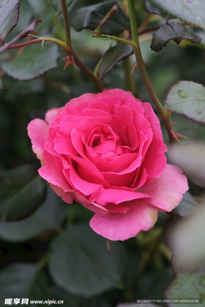 玫瑰花
