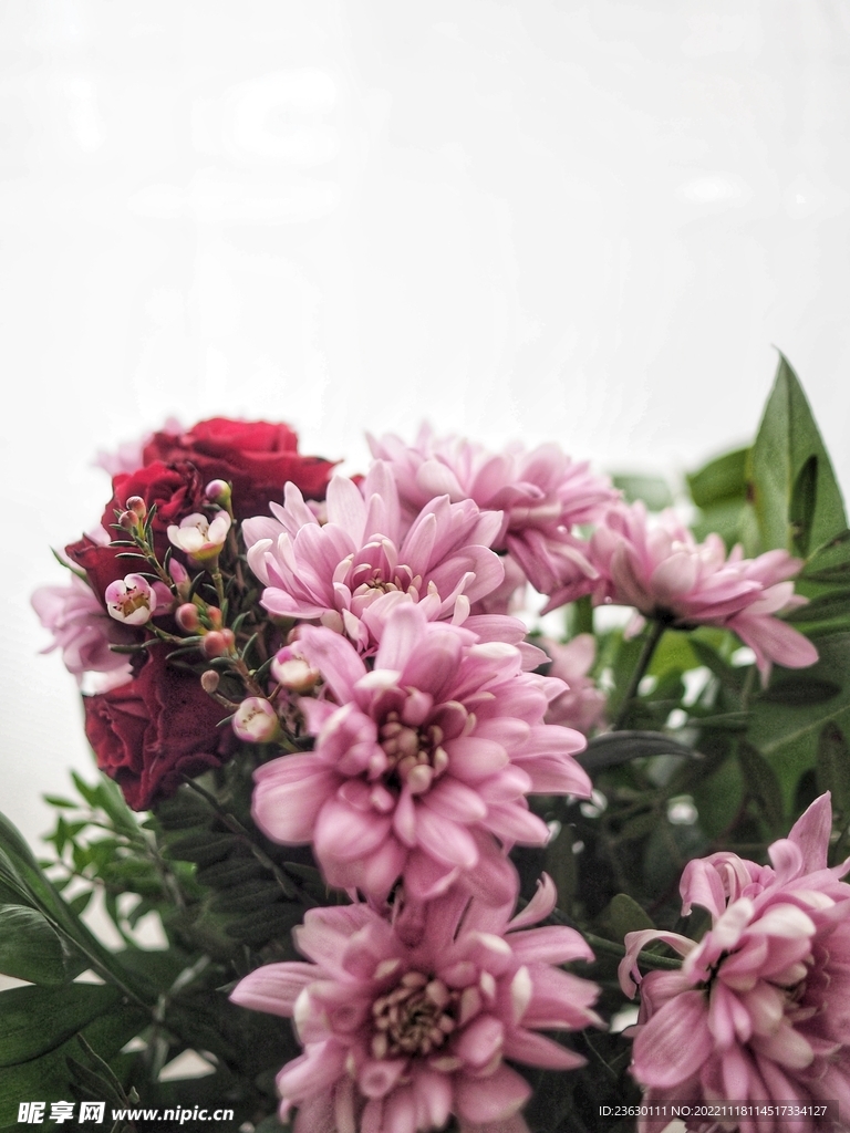 菊花
