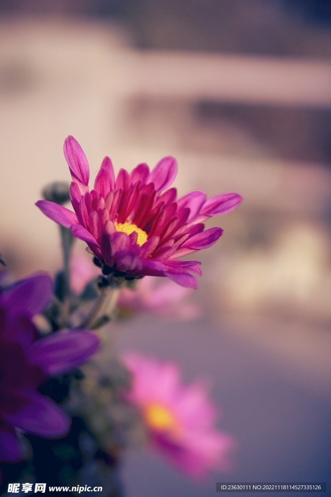 雏菊