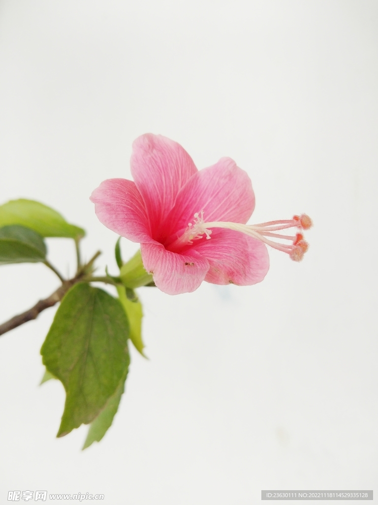 鲜花