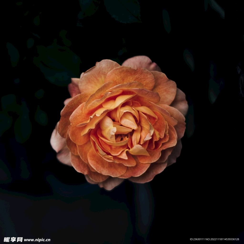 鲜花特写