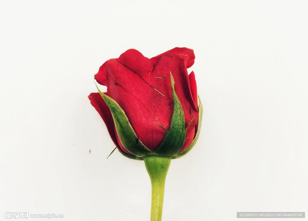 玫瑰花