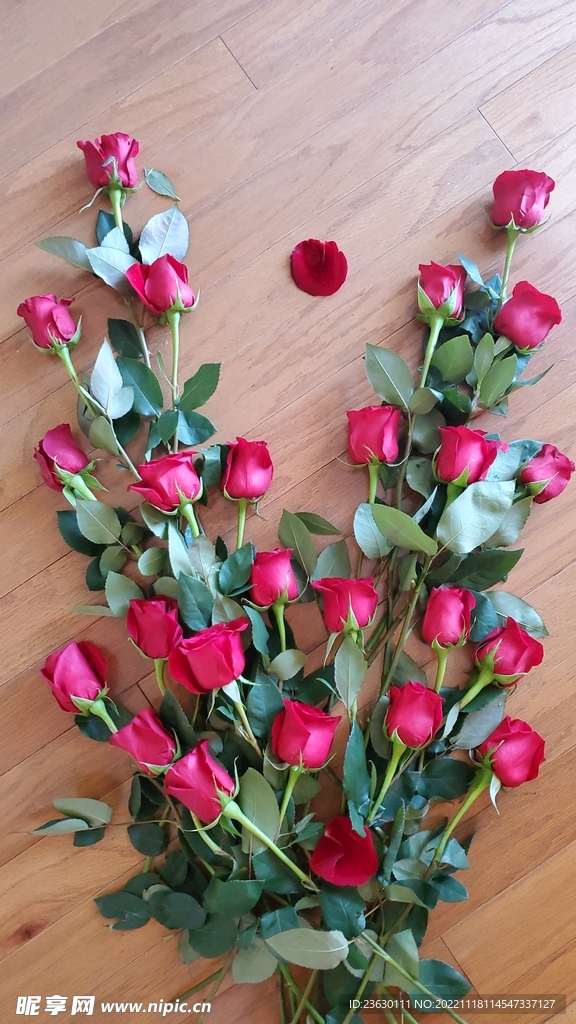 玫瑰花