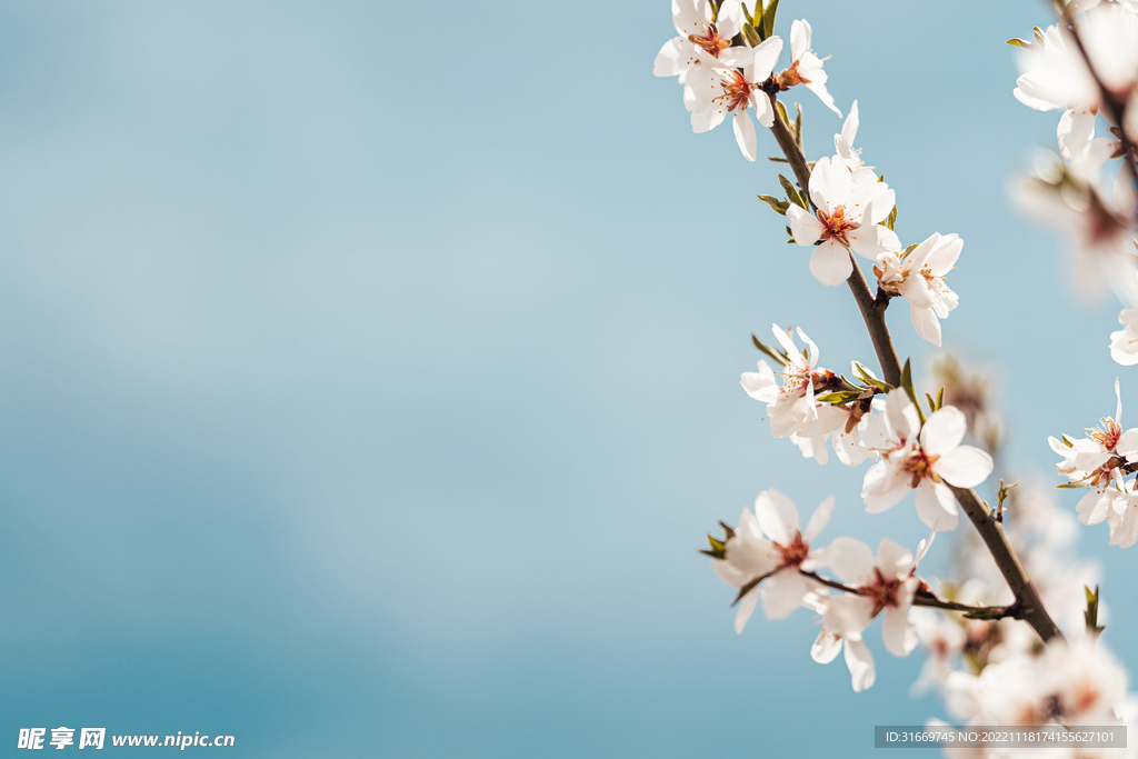 梅花 花朵盛开美景