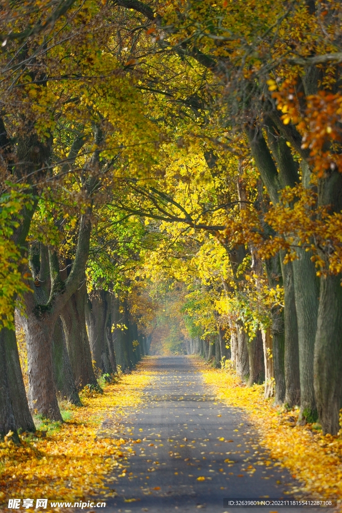 秋天林间小路