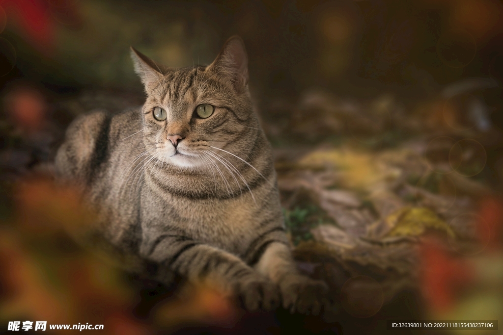 猫
