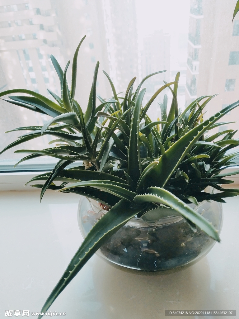 芦荟