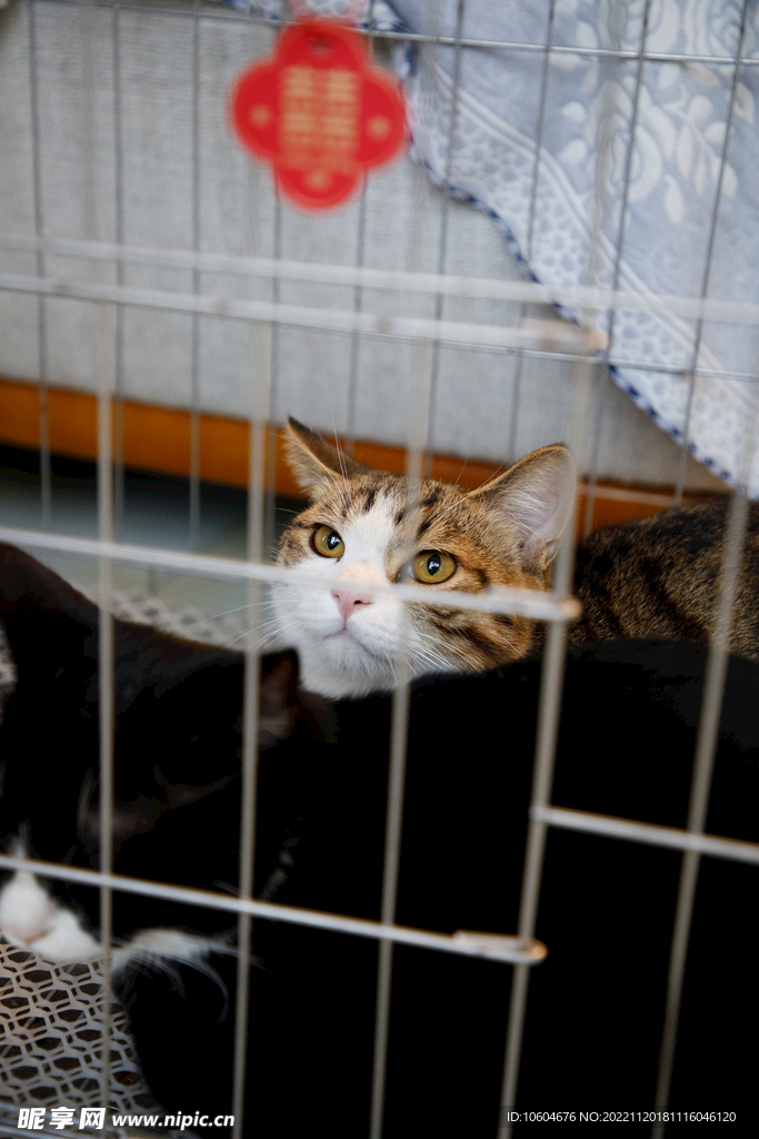 婚礼小猫