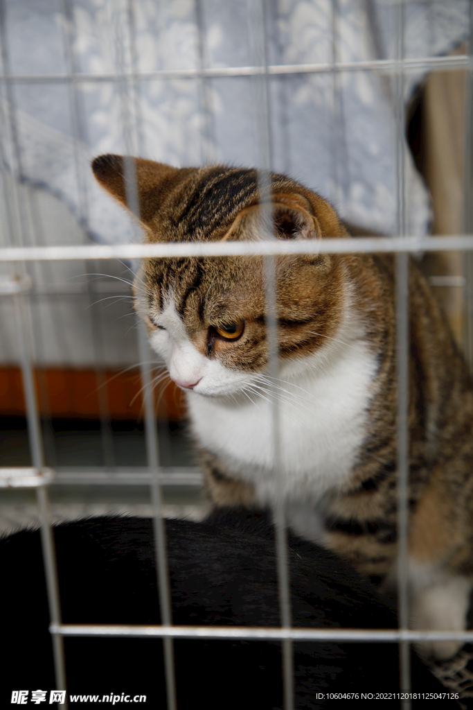 婚礼小猫