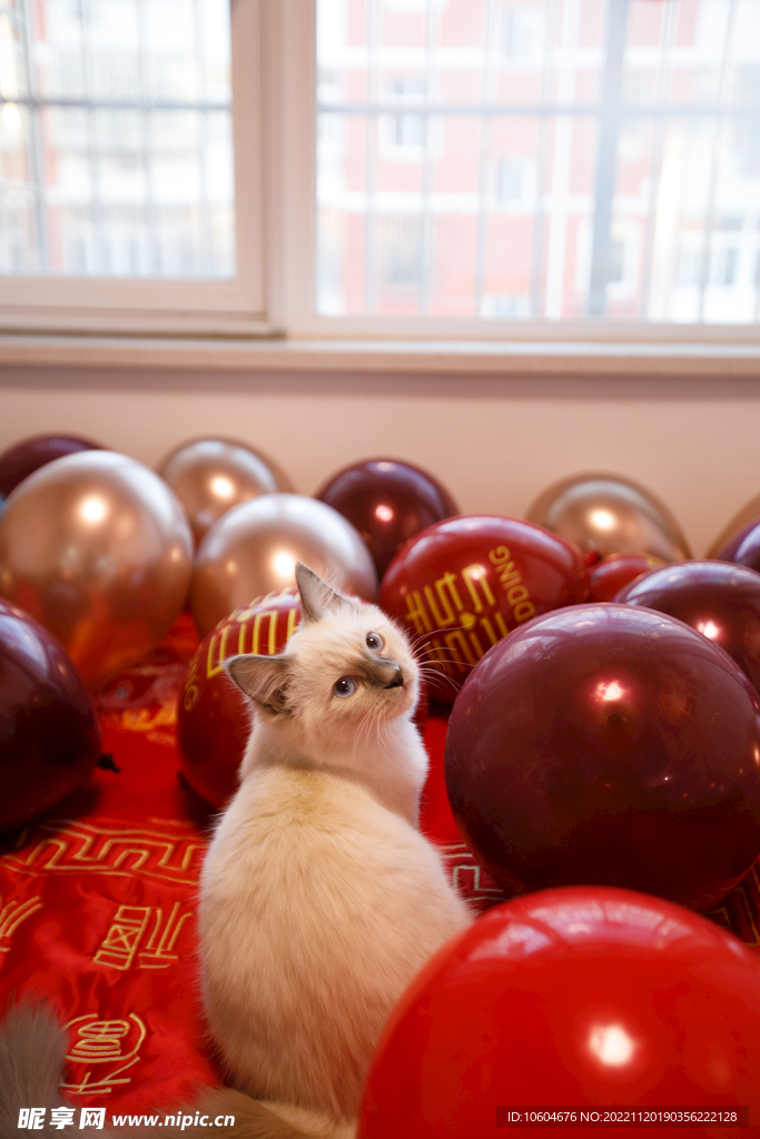 婚礼 小猫