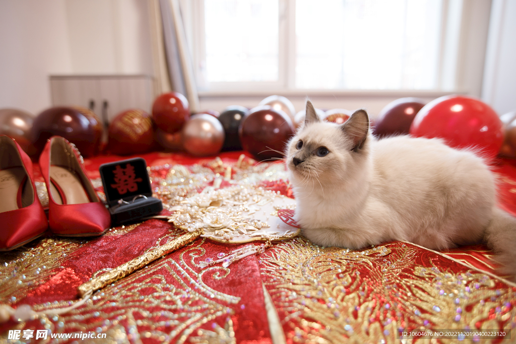 婚礼 小猫