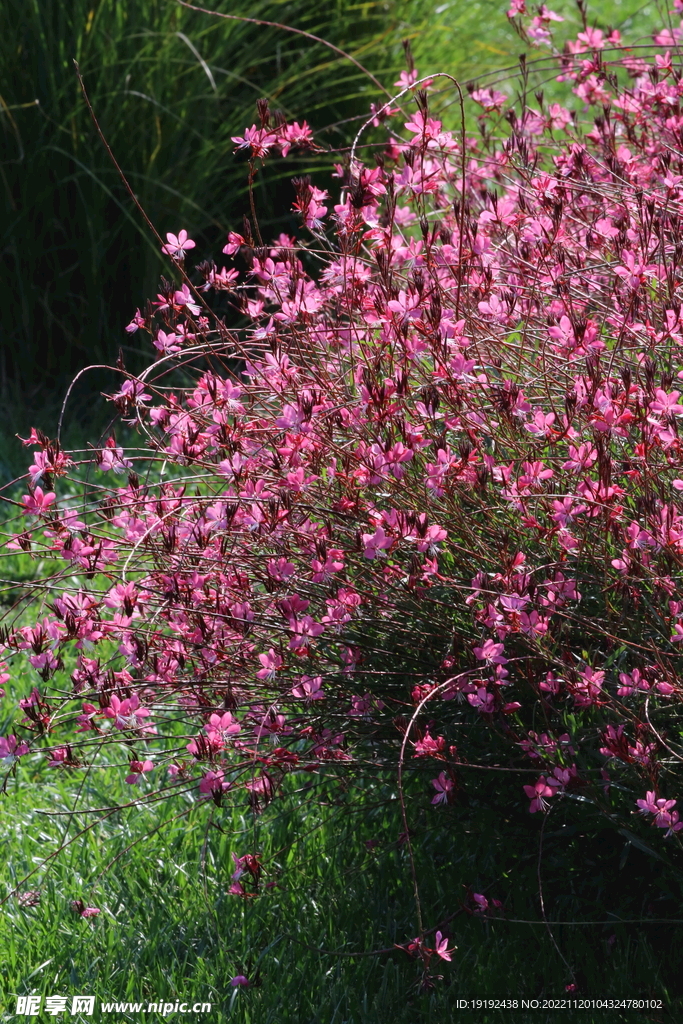 山桃草