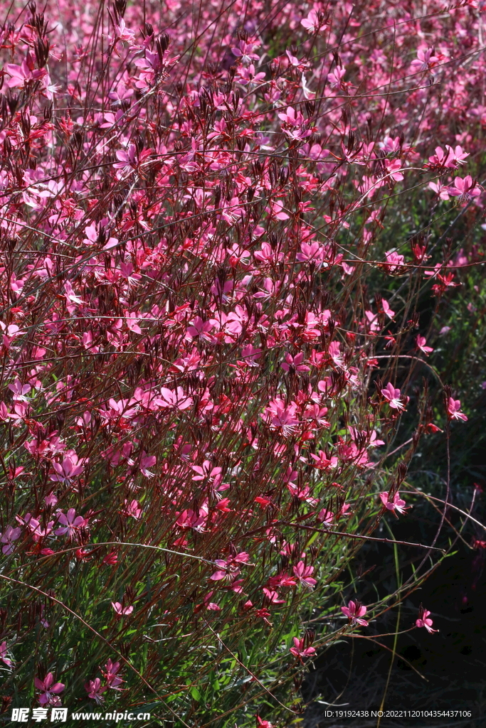 山桃草