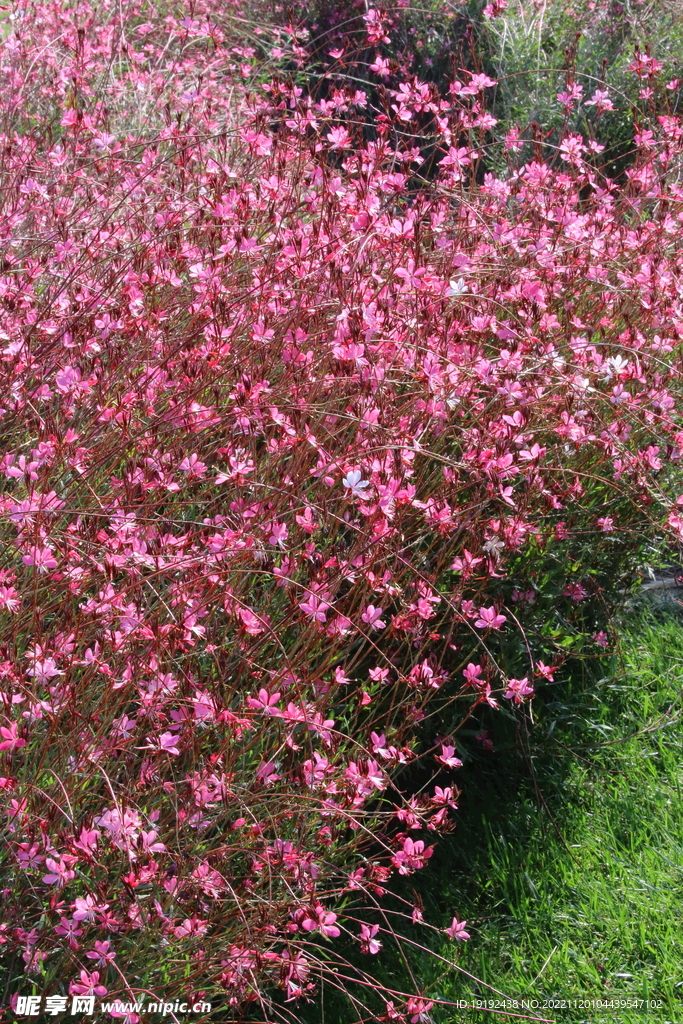 山桃草