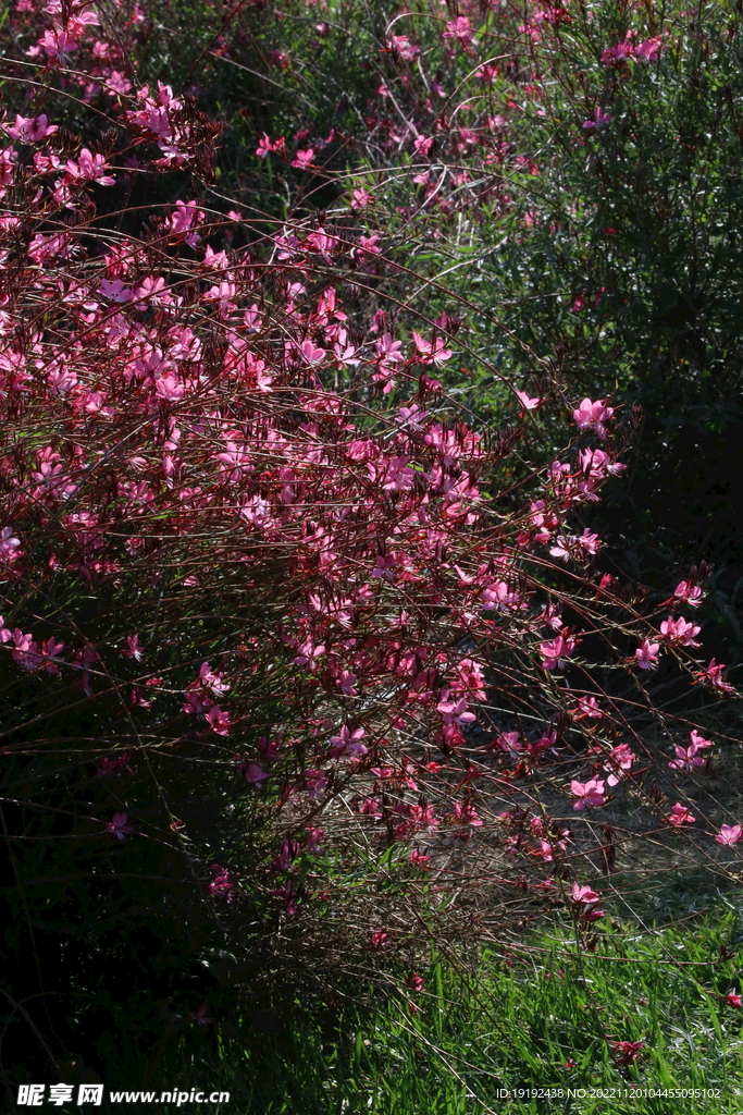 山桃草