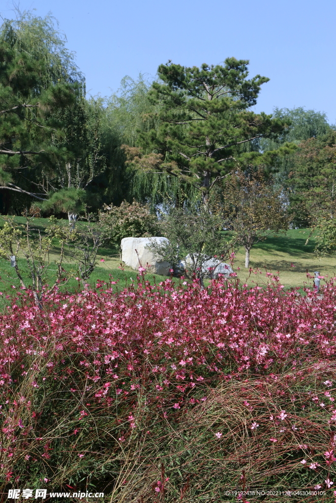 山桃草 