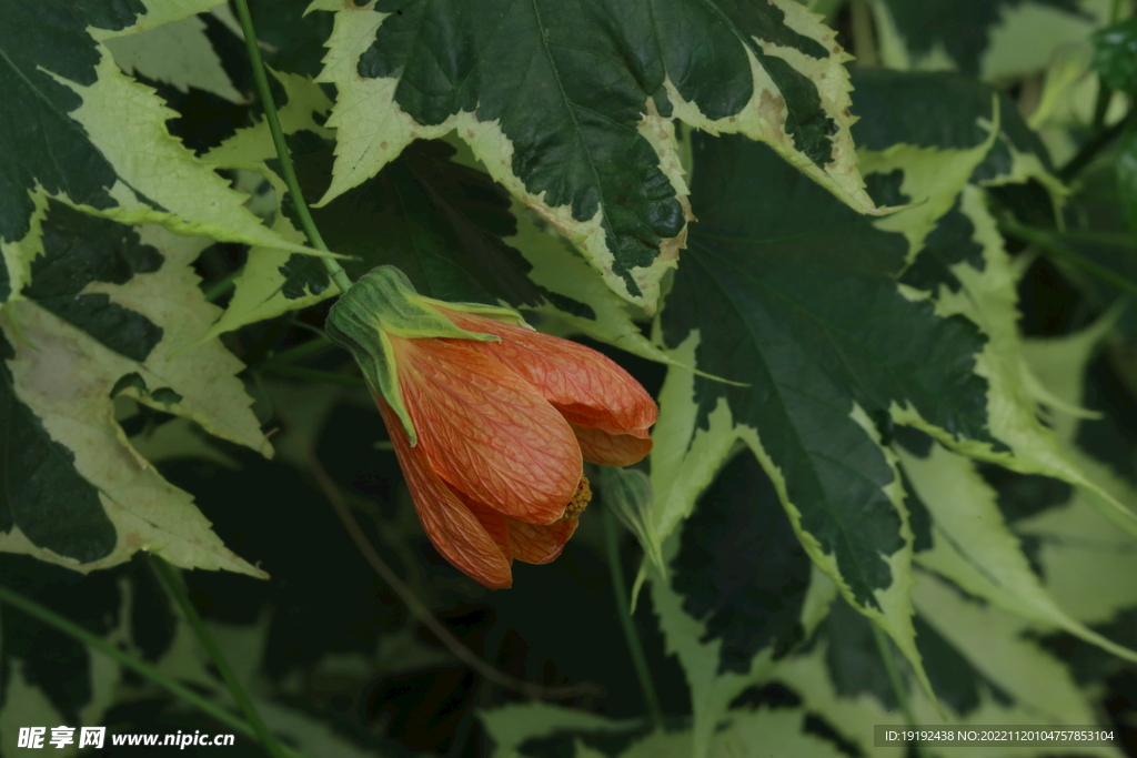 风铃花