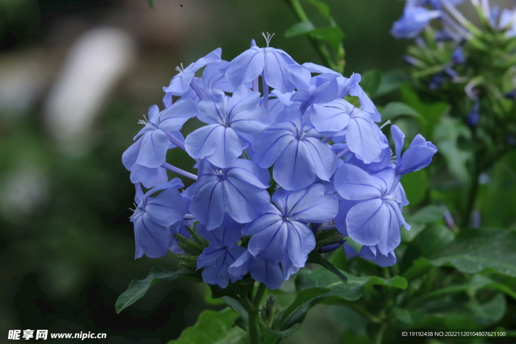 蓝雪花 