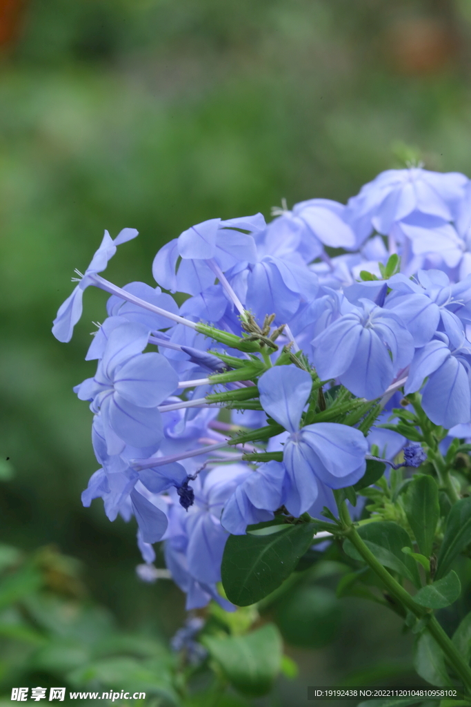 蓝雪花 