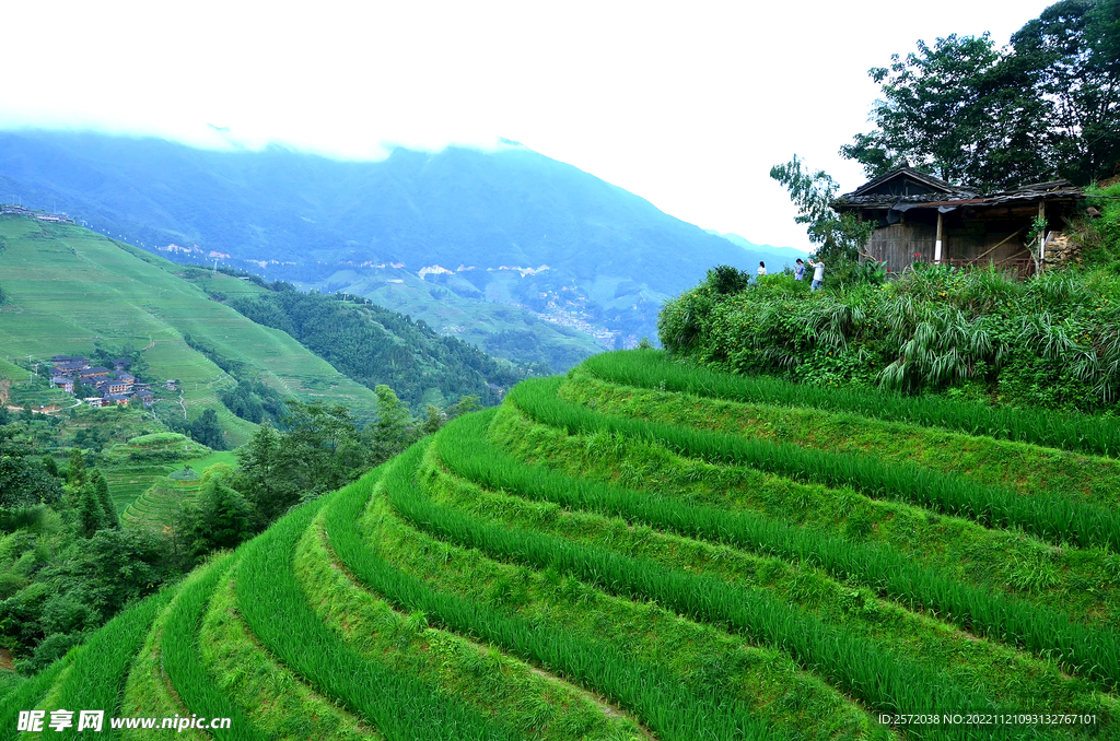 龙胜龙脊梯田风光