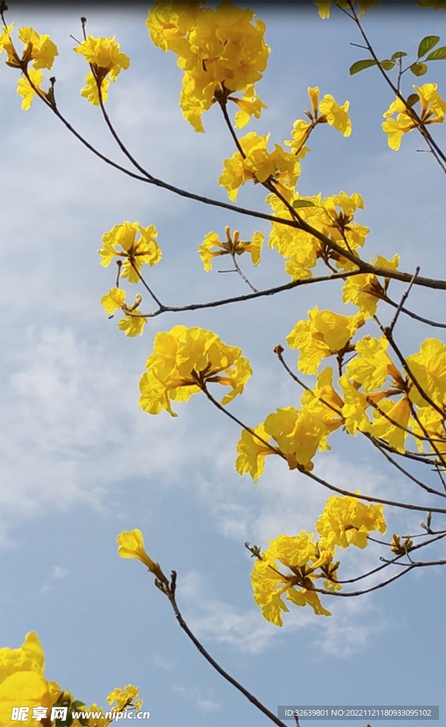 盛开的花