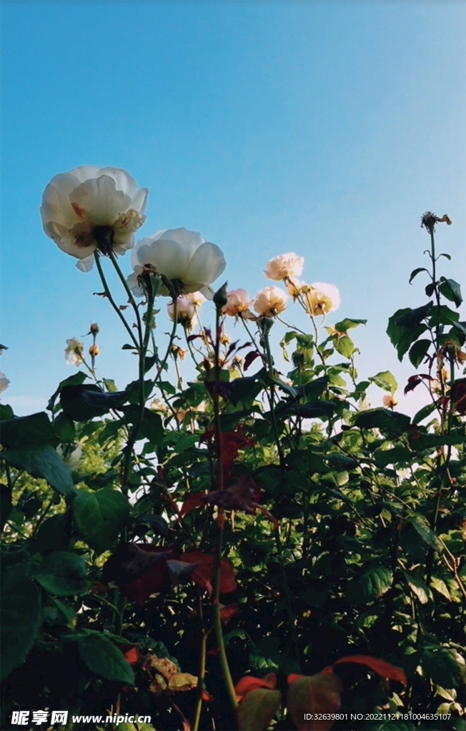 盛开的月季花
