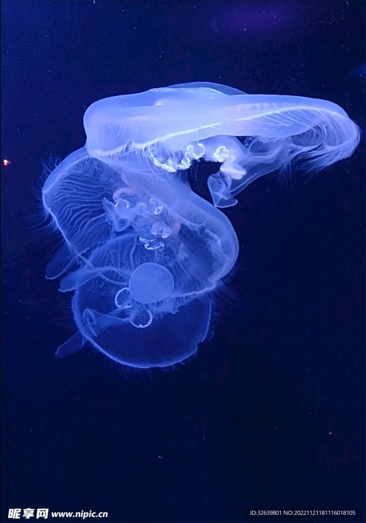 水母