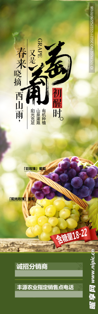 葡萄