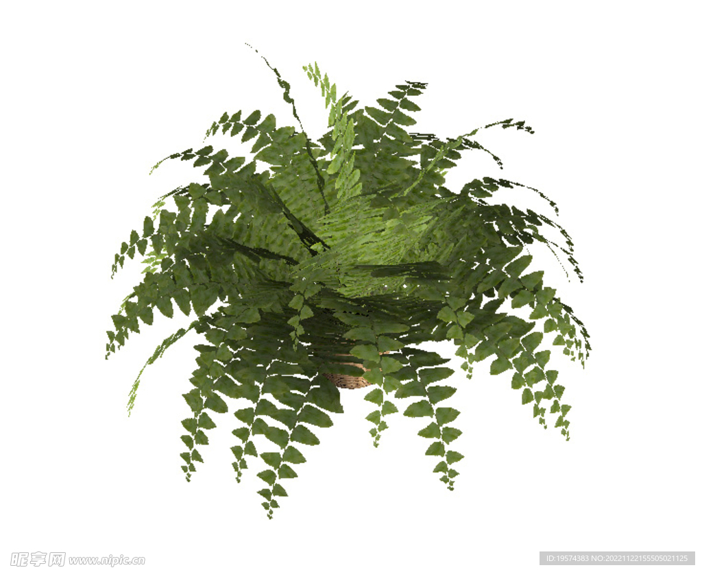 C4D模型  盆栽 