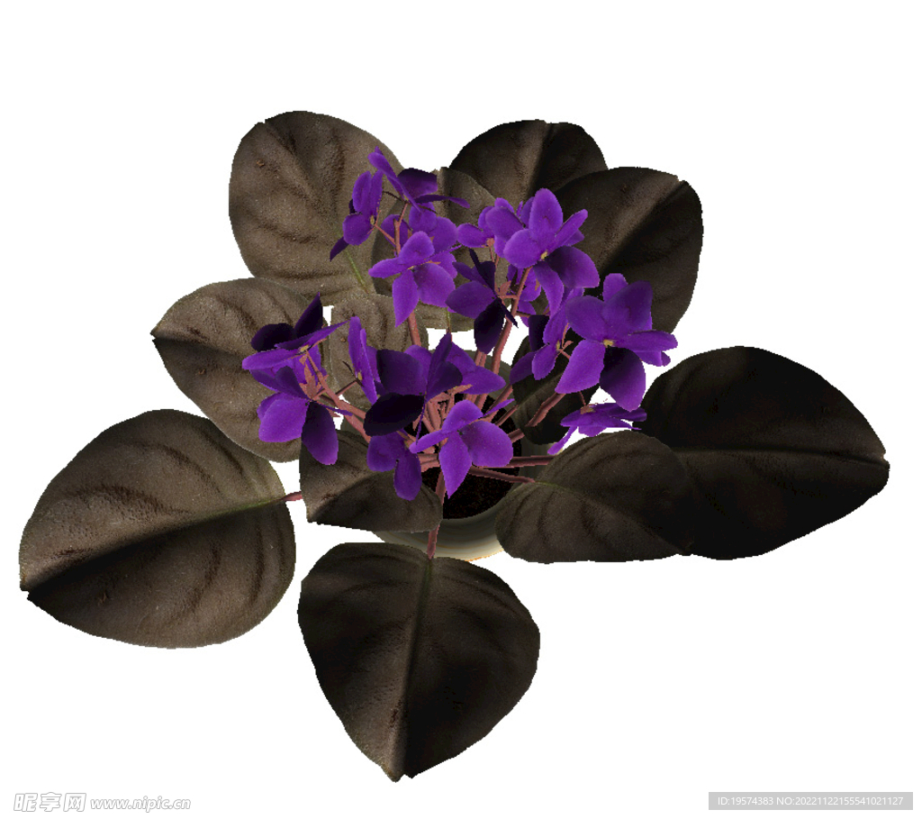 C4D模型  盆栽 