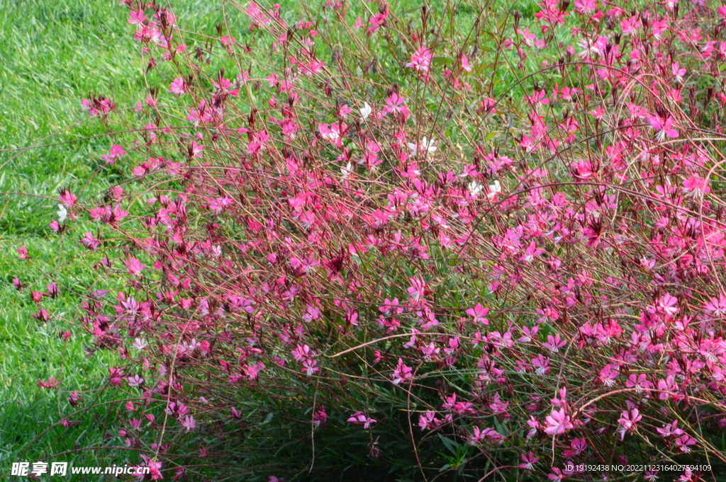山桃草