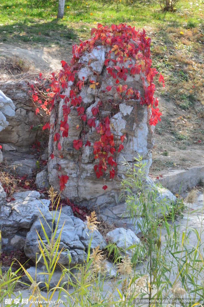 爬墙虎