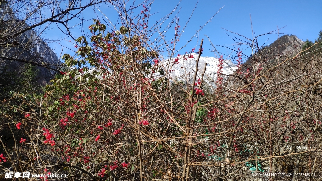 沙棘