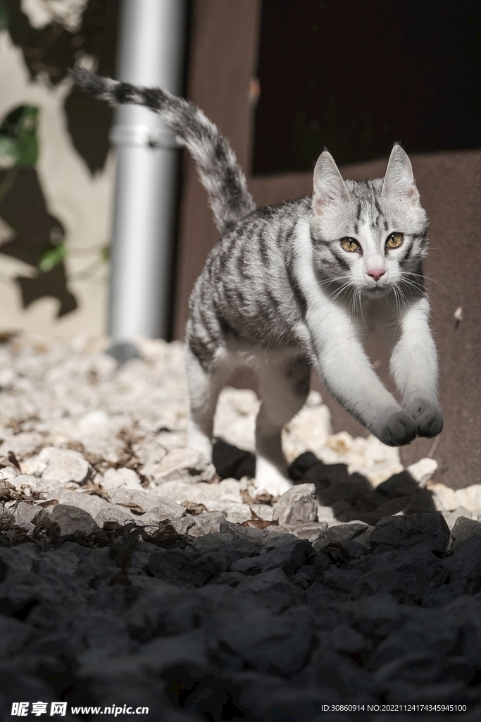 猫咪