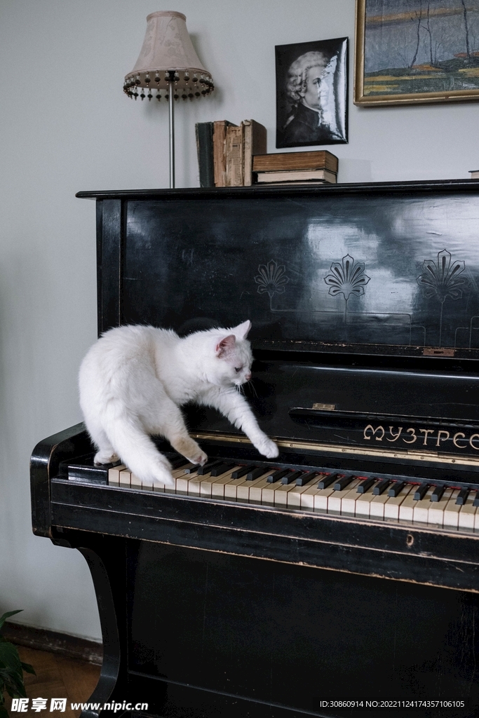 猫咪